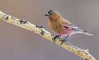 USA-Colorado-brown-capped rosy finch perching on winter aspen branch Art Print
